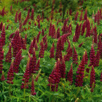 Lupina mnoholistá (Lupinus polyphyllus) ´MY CASTLE´ - kont. C1L